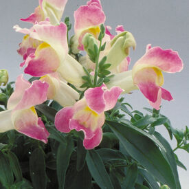 Lavender Bicolor Floral Showers, (F1) Snapdragon Seeds